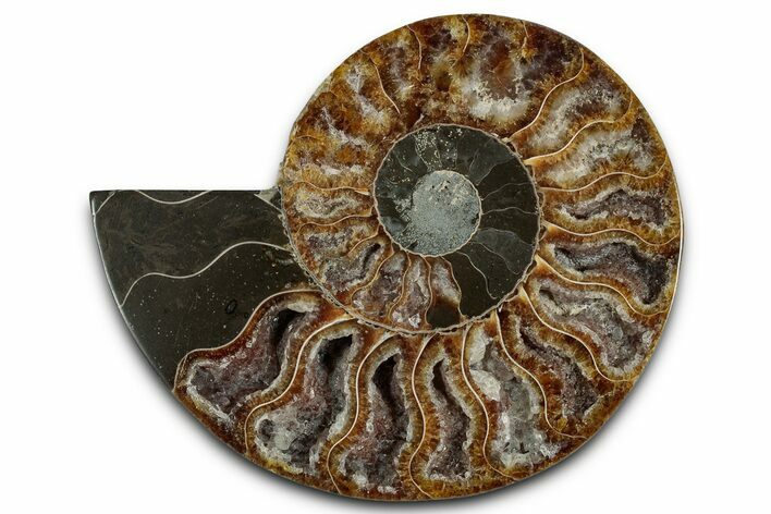 Cut & Polished Ammonite Fossil (Half) - Madagascar #354192